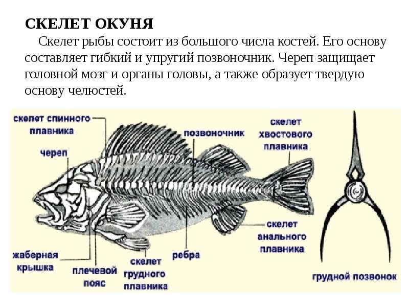 Схема костной рыбы