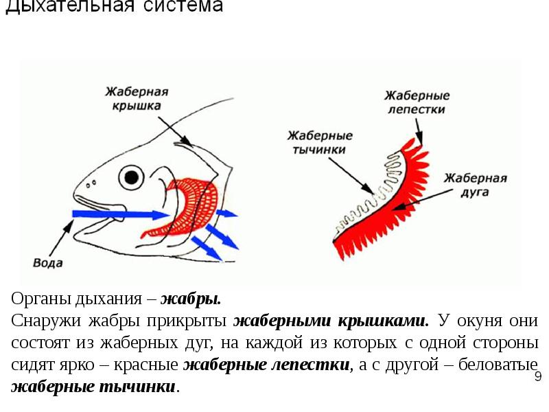 Дыхание рыб схема