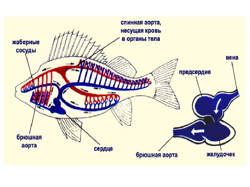 Строение рыбы схема внутренние