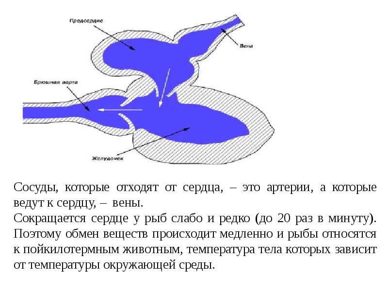 Двухкамерное сердце