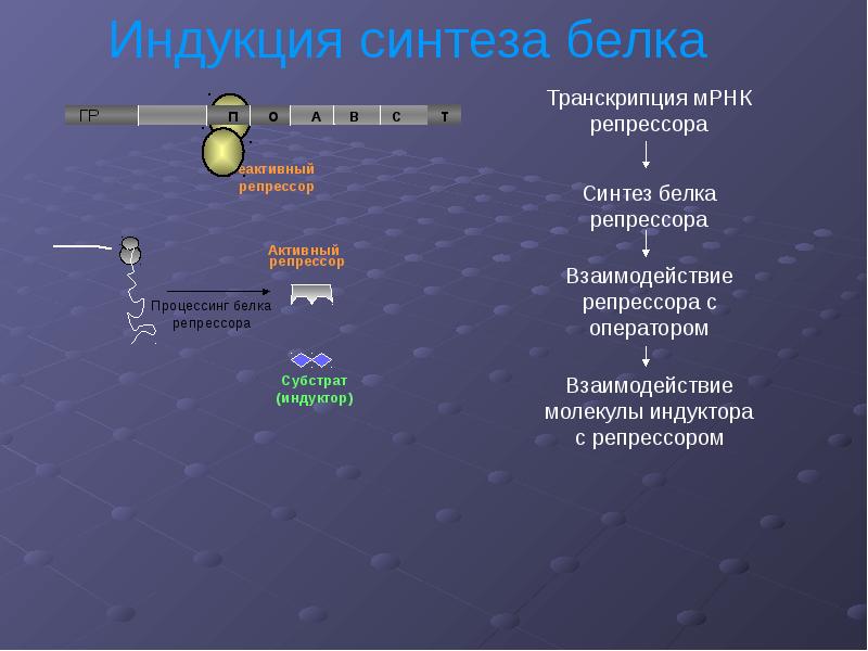 Оперон днк. Теория оперона. Как называется участок оперона взаимодействующий с РНК полимеразой.