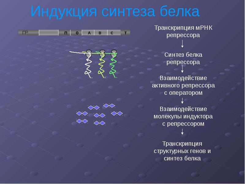 Структурные участки днк. Теория оперона. Фланкирующий участок ДНК. Молчащие участки ДНК.