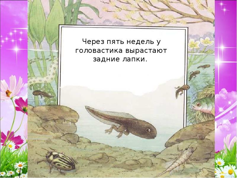 Известно что икринка лягушки. От икринки до лягушки. Творческий проект лягушка. Отметь путь лягушки до острова. Сколько растут головастики до лягушки.