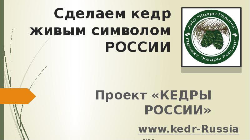 Кедры россии проект всероссийский