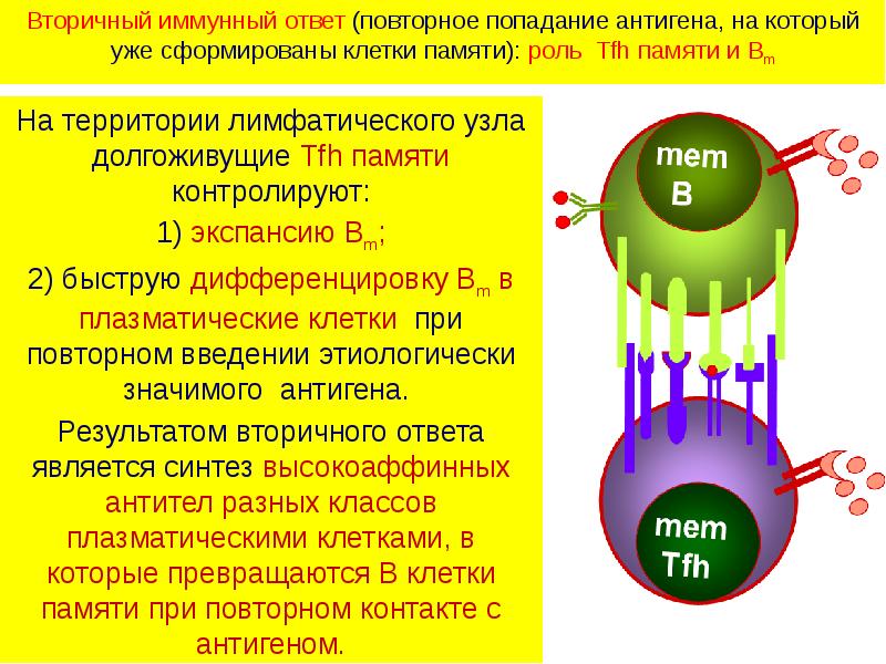 Зарисовать схемы механизма образования иммунитета клеточный фагоцитоз