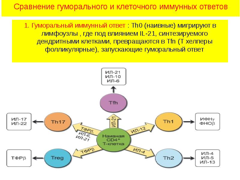 Иммунный ответ презентация