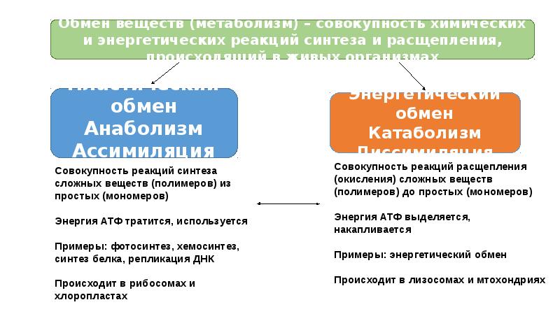 Обмен веществ презентация 8 класс