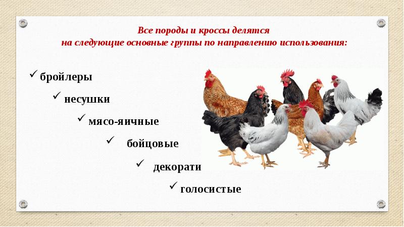 Породы кур презентация