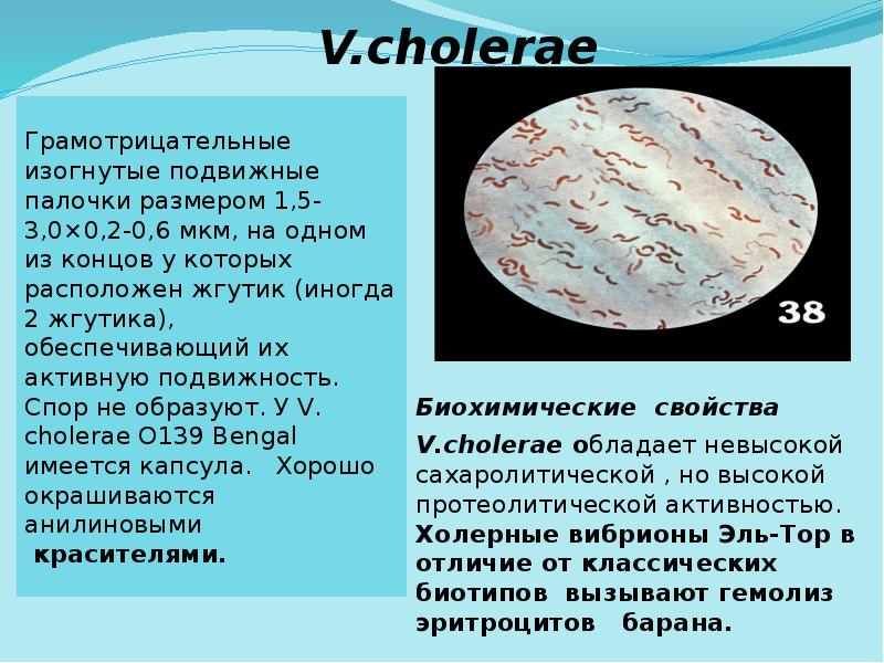 V.cholerae V.cholerae