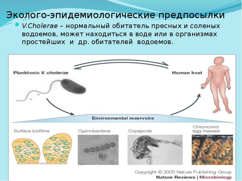 Эколого-эпидемиологические предпосылки
V.Cholerae – нормальный обитатель пресных и соленых водоемов, Эколого-эпидемиологические предпосылки
V.Cholerae – нормальный обитатель пресных и соленых водоемов,