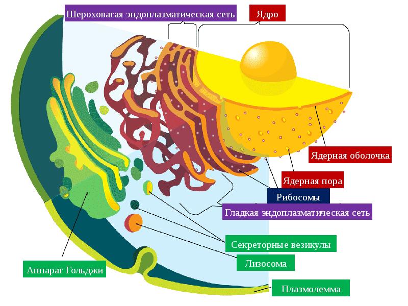 Схема строения эндоплазматической сети