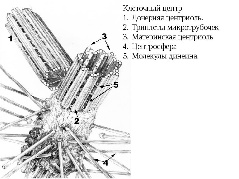 Центриоли клеточного центра. Клеточный центр триплеты микротрубочек. Центриоль образована 9 Пучков по 2 микротрубочки. Центриоли триплеты микротрубочек. Дочерняя центриоль.