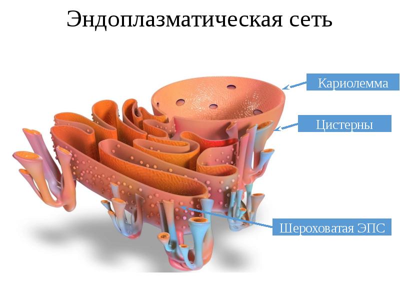 Эндоплазматический ретикулум строение