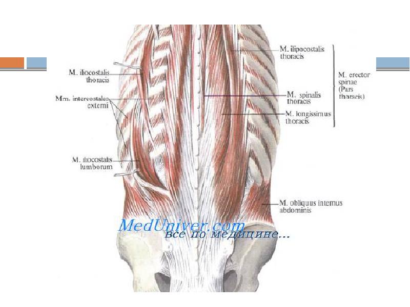 Iliocostalis Lumborum