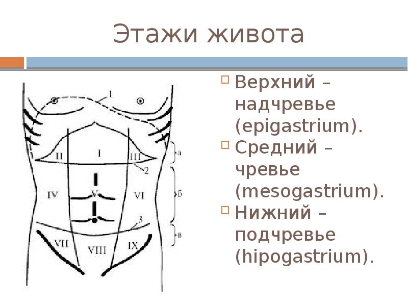 Топографическая анатомия и оперативная хирургия живота