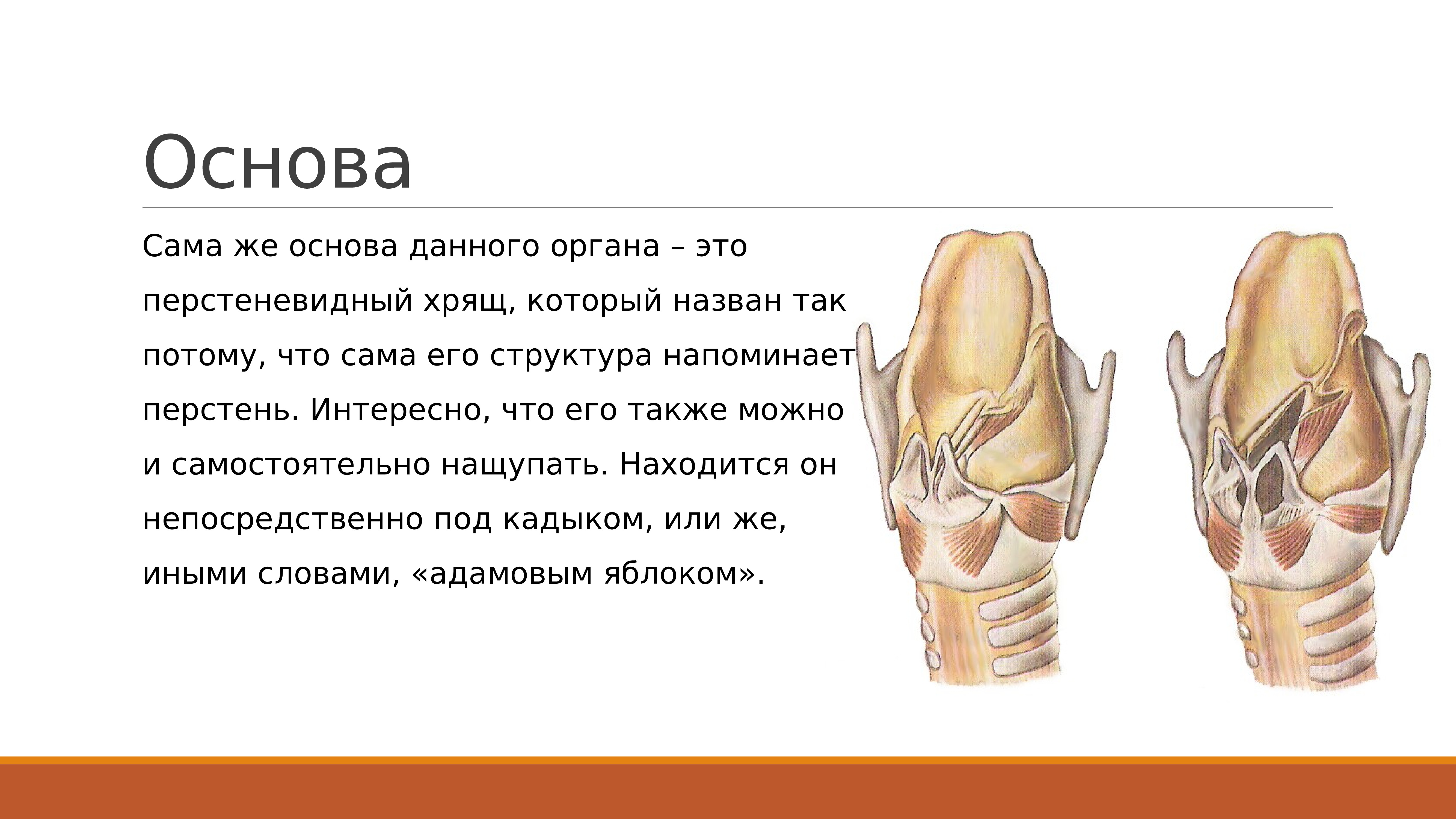 Гортань 8 класс. Строение гортани. Гортань строение и функции. Особенности строения гортани.