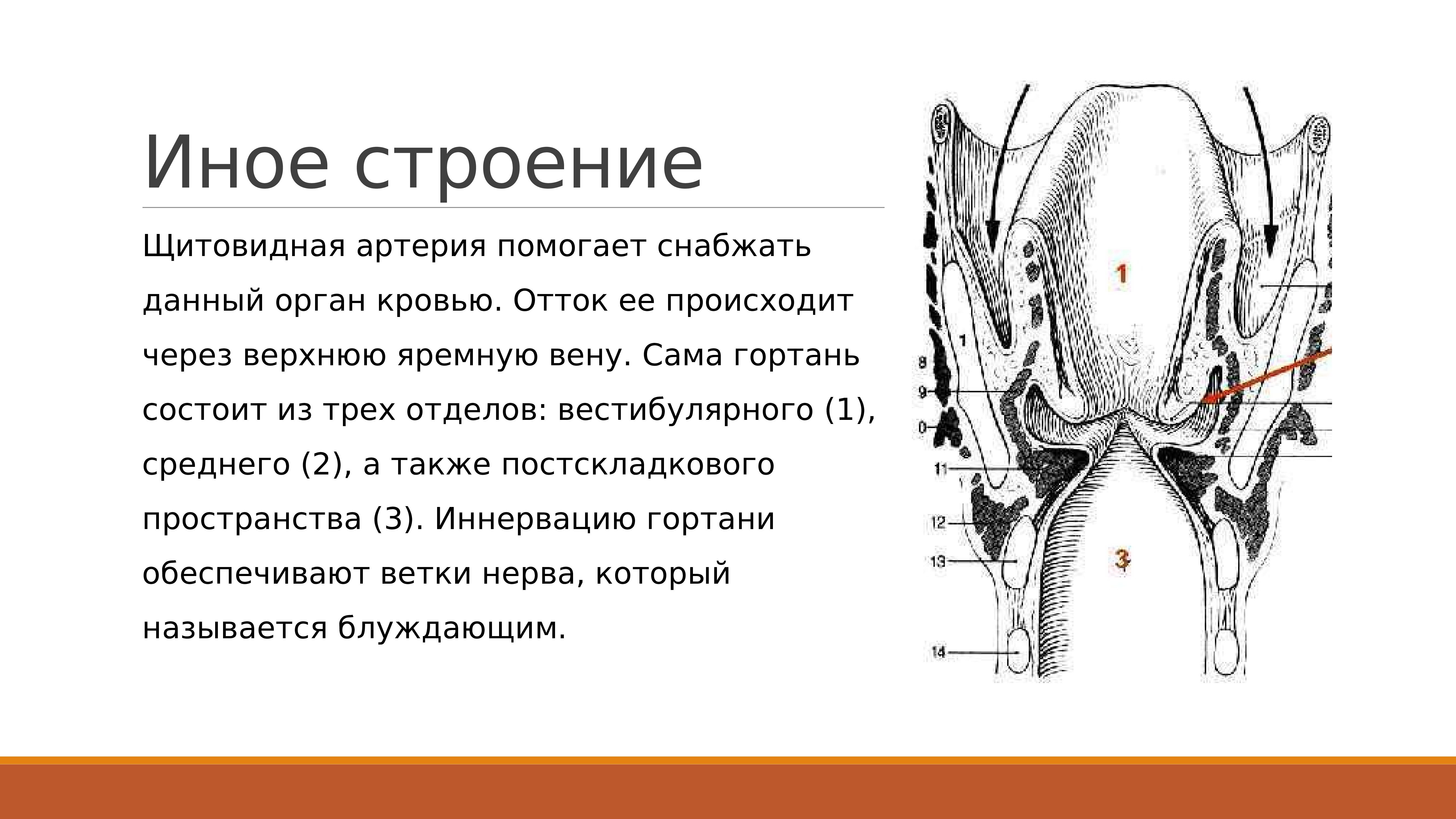 Особенности строения гортани