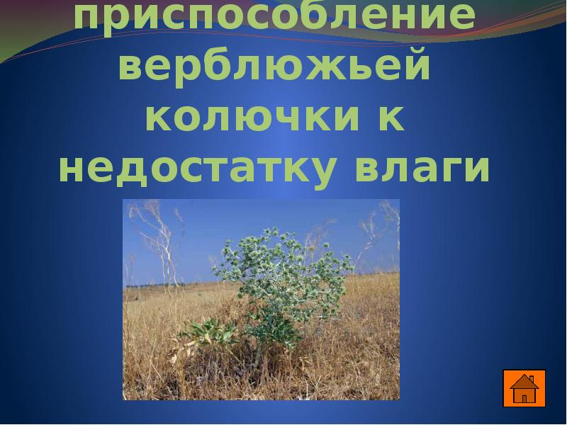 Укажите приспособления. Приспособление верблюжьей колючки к недостатку влаги. Верблюжья колючка приспособления. Укажите приспособление верблюжьей колючки к недостатку влаги. Верблюжья колючка приспособленность к среде обитания.