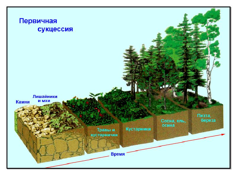 Защита экосистемы проект