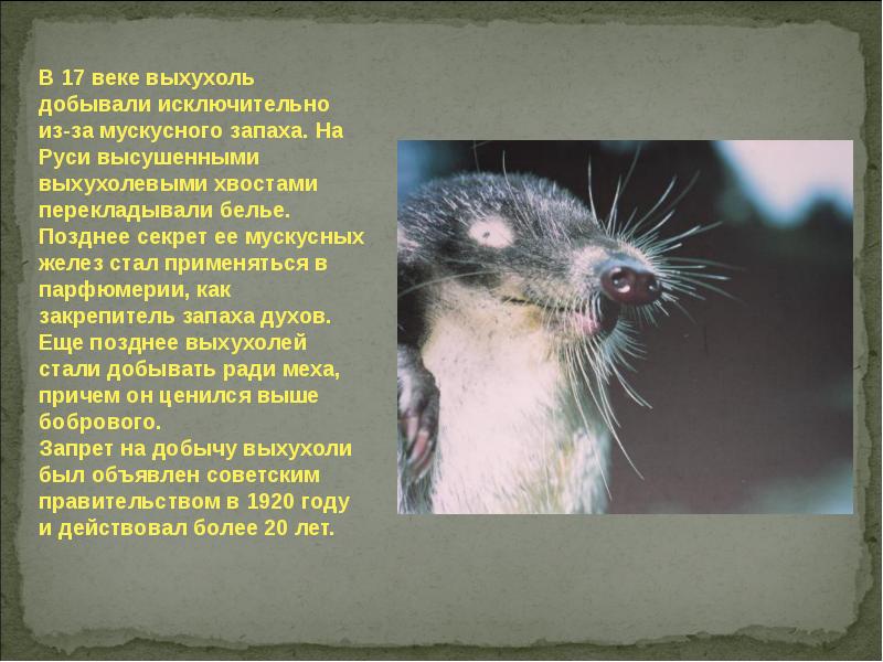 Выхухоль Красная Книга Фото