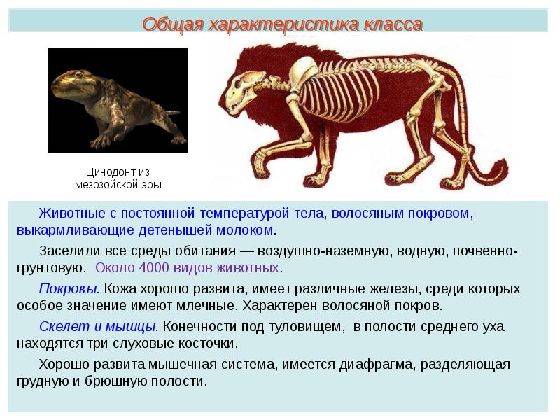 Общая характеристика класса млекопитающие презентация