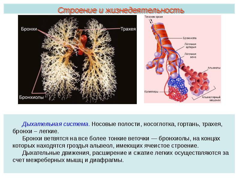 Фото бронхов у человека