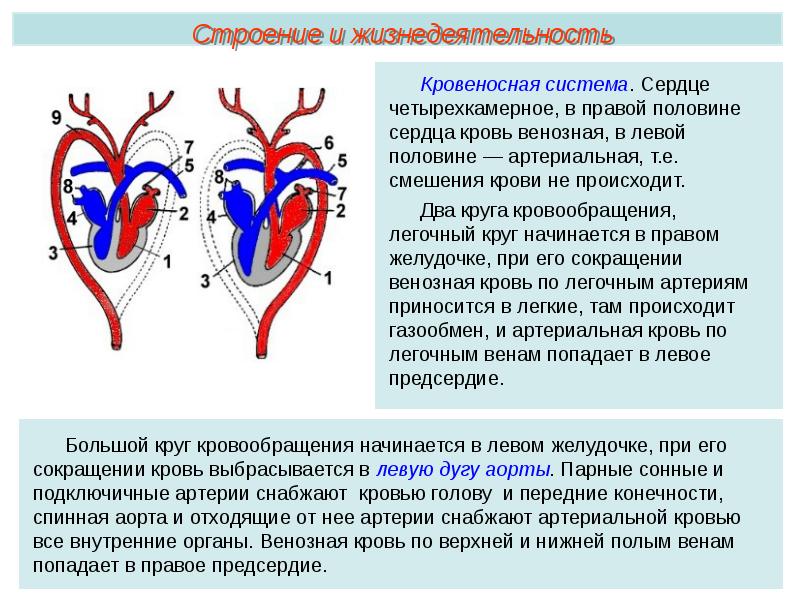 Строение сердца млекопитающих. Три фазы сокращения сердца у млекопитающих. Текущий контроль 28 класс млекопитающие сердце млекопитающих. Опорный конспект класс млекопитающие. Сердце млекопитающих состоит из двух