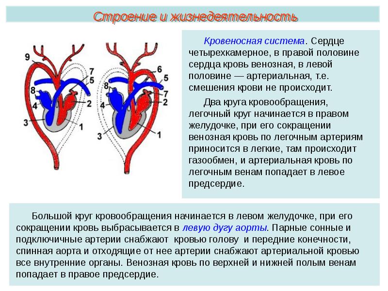 Три фазы работы сердца у млекопитающих