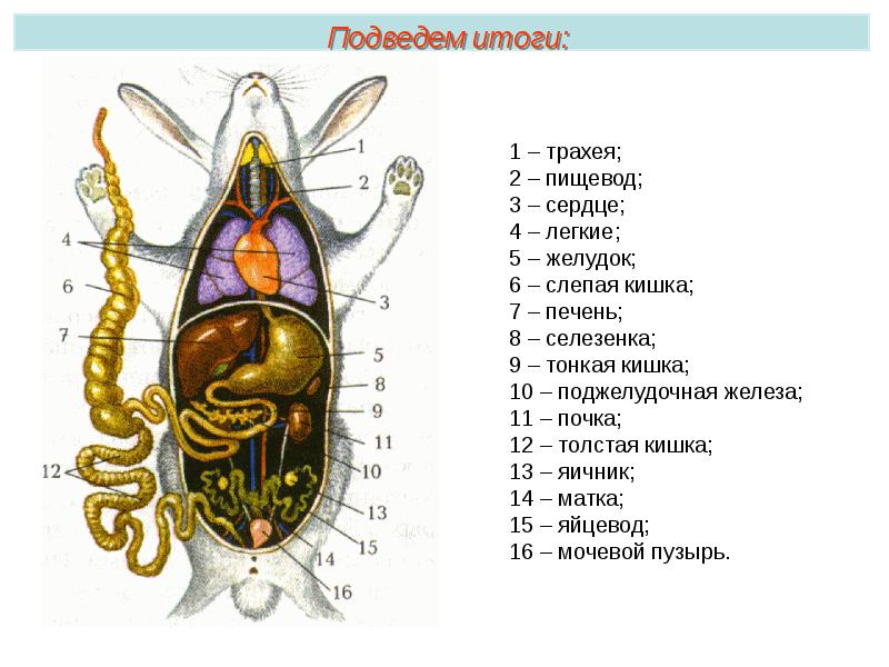 Внутреннее строение млекопитающего рисунок с подписями