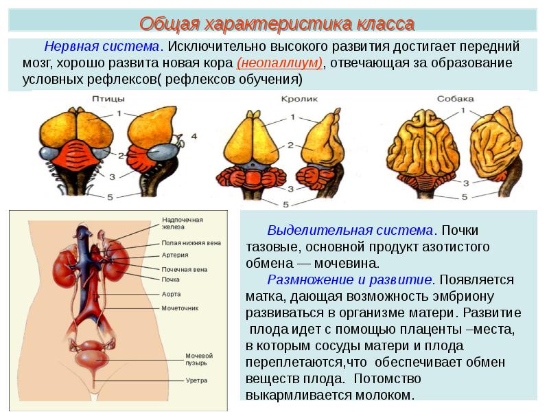 Отделы входящие в состав головного мозга млекопитающих. Плод класс млекопитающие. Опорный конспект класс млекопитающие. Мозг млекопитающего фото.