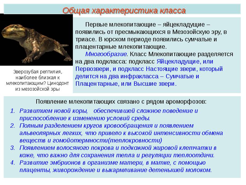 Общая характеристика класса млекопитающие презентация