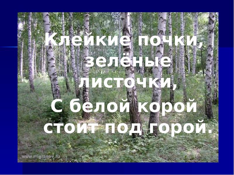 Клейкие почки зеленые листочки. Клейкие почки зеленые листочки с белой корой. Зеленые листочки с белой корой стоит под горой. С белой корой стоит над горой. Клейкие почки зеленые листочки с белой корой стоит под горой ответ.