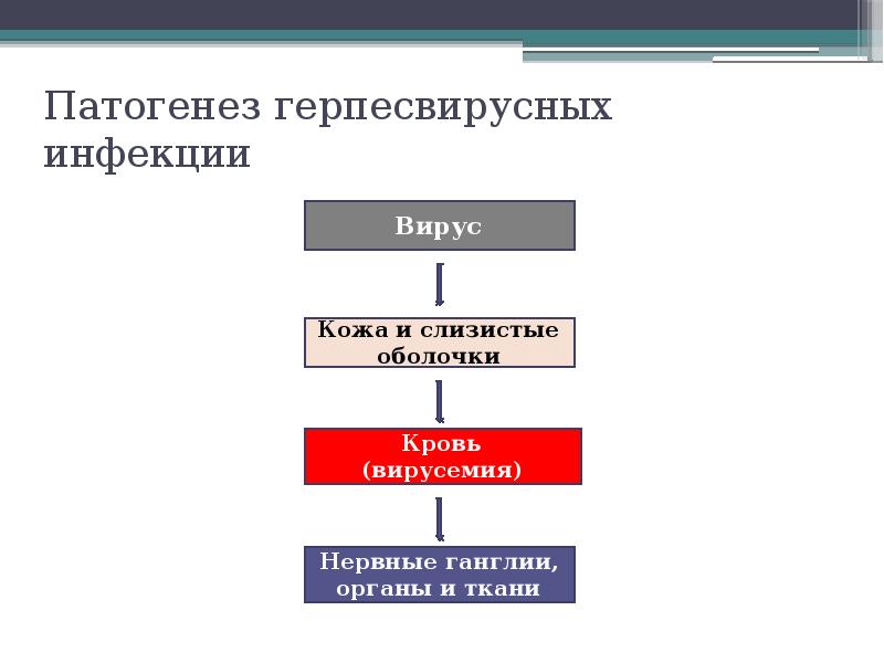 Герпесвирусная инфекция у кошек схема