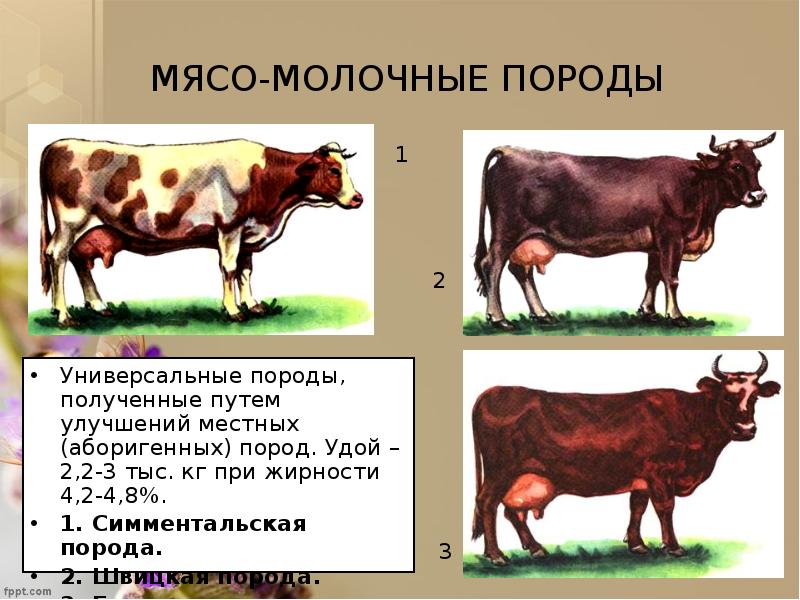 Породы молочного направления презентация