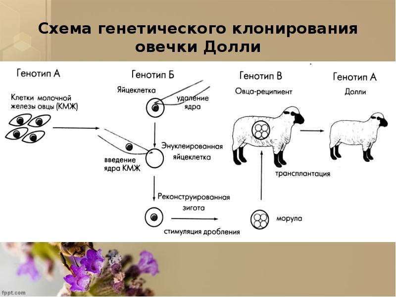 Клонирование овцы долли схема