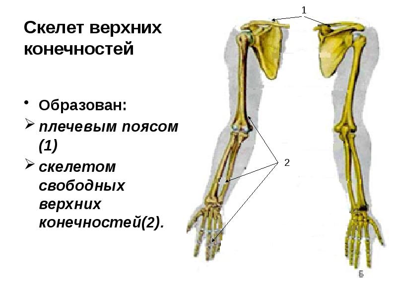 Верхний плечевой пояс строение