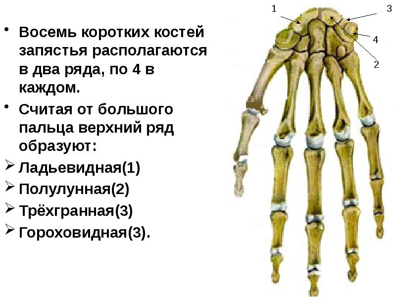 Короткие кости