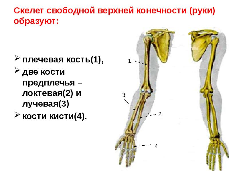 Пояс верхних конечностей рисунок