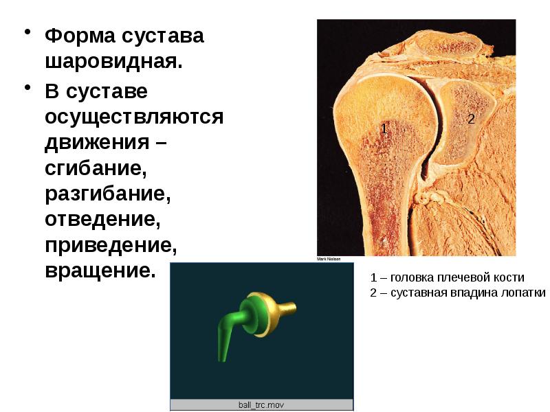 Сложный сустав. Шаровидный сустав движения. Формы суставов. Суставная впадина лопатки. Шаровидная форма сустава.