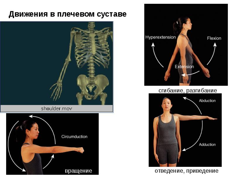 Движение верхних. Отведение верхней конечности. Приведение верхней конечности. Кампомелия верхних конечностей. Непроизвольные, некоординированные движения верхних конечностей.