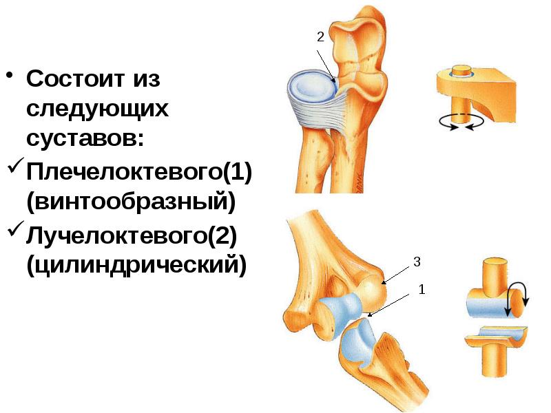 Плечелоктевой сустав. Проксимальный Луче локтевой сустав. Цилиндрический сустав блоковидный винтообразный. Плечелоктевой сустав классификация. Цилиндрический сустав лучелоктевой.