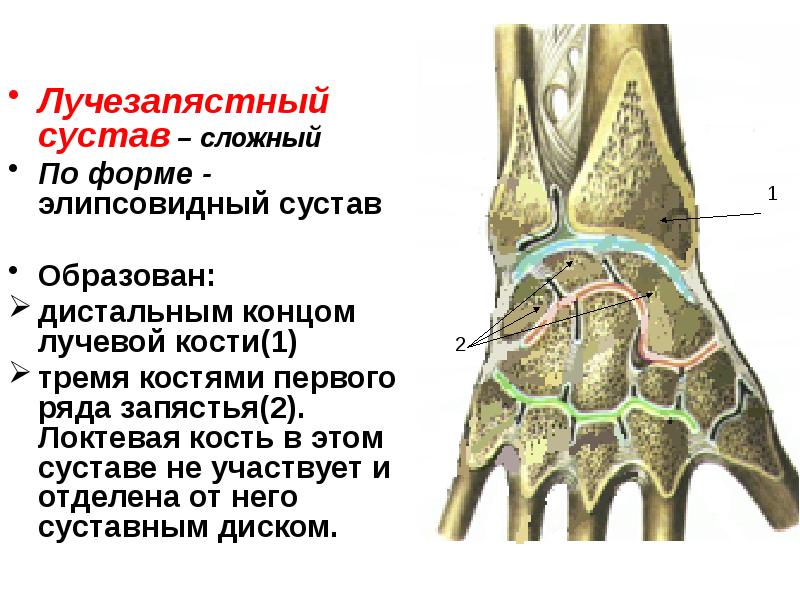 Лучезапястный сустав это. Лучезапястный сустав образован. Луче-запястный сустав образован:. Лучезапястный сустав сложный. Сложные суставы.