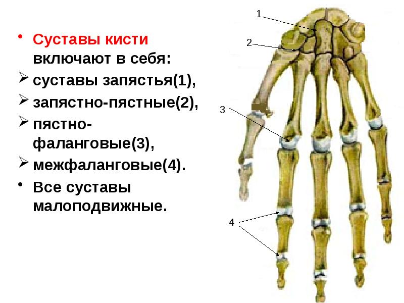 Суставы руки