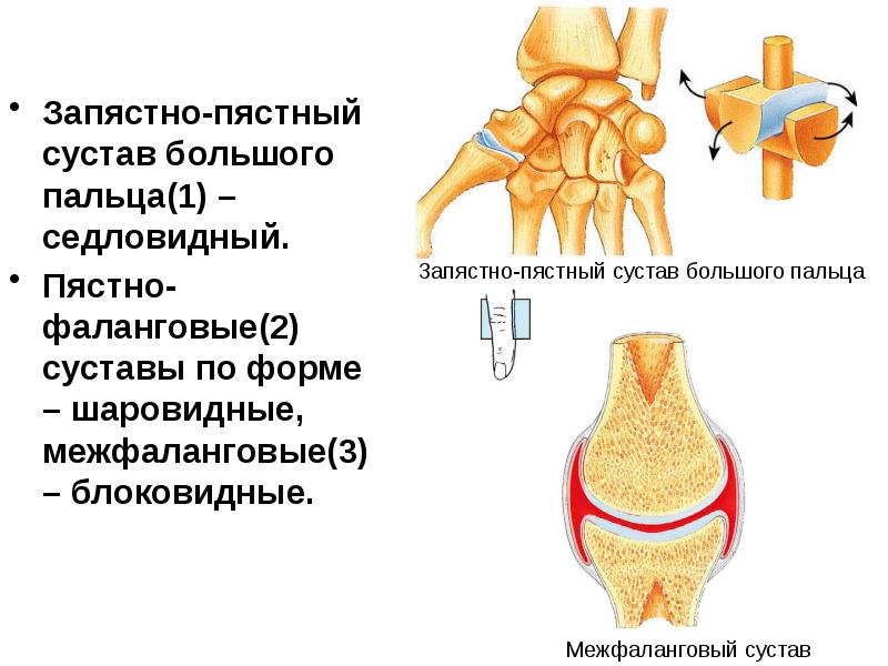 Пястно фаланговый сустав фото