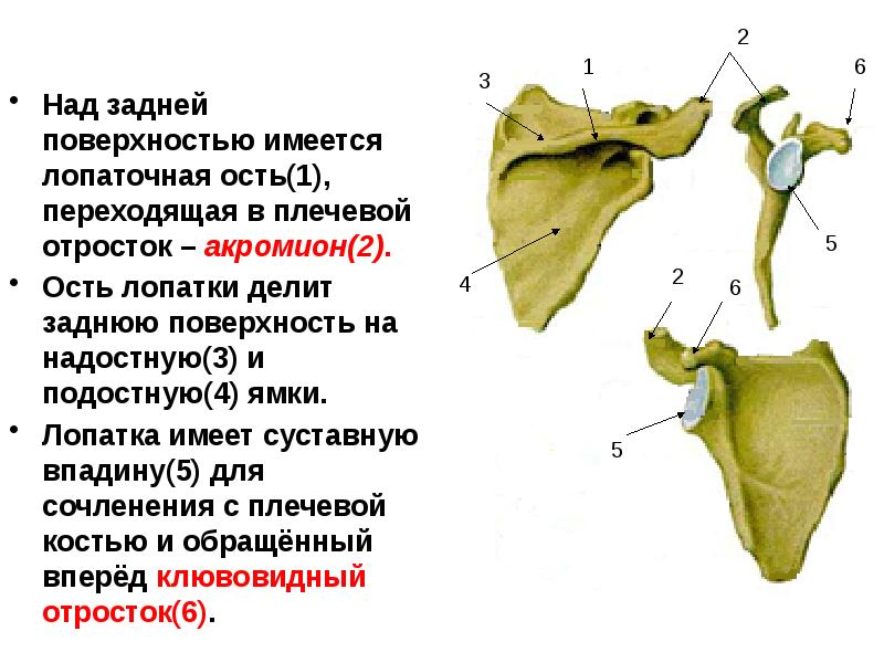 Плечевой отросток. Отростки лопатки. Скелет верхней конечности. Лопаточная ость.