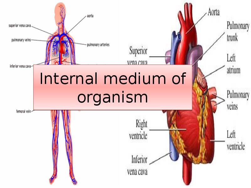 Internal medium of organism Internal medium of organism