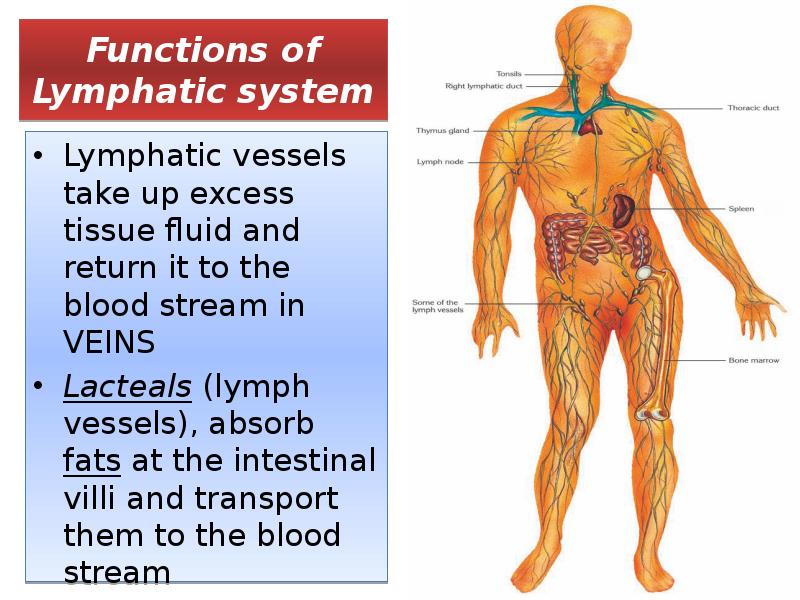 Functions of Lymphatic system
Lymphatic vessels take up excess tissue fluid Functions of Lymphatic system
Lymphatic vessels take up excess tissue fluid