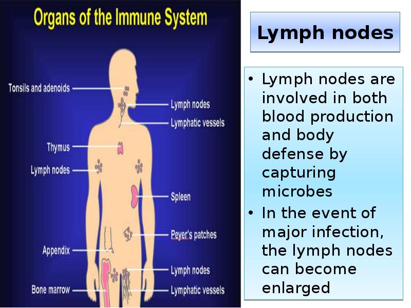 Lymph nodes
Lymph nodes are involved in both blood production and Lymph nodes
Lymph nodes are involved in both blood production and
