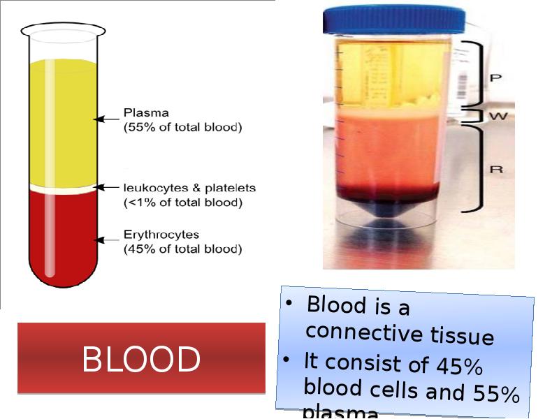 BLOOD
Blood is a connective tissue
It consist of 45% BLOOD
Blood is a connective tissue
It consist of 45%