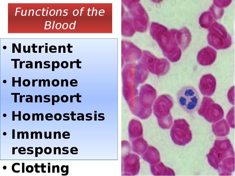 Functions of the Blood
Nutrient Transport
Hormone Transport
Homeostasis
Immune response
Functions of the Blood
Nutrient Transport
Hormone Transport
Homeostasis
Immune response